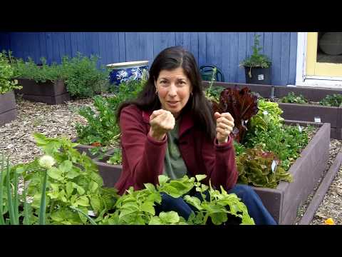 Video: Informácie o jarných jarabinách – tipy na pestovanie jarných jarabín