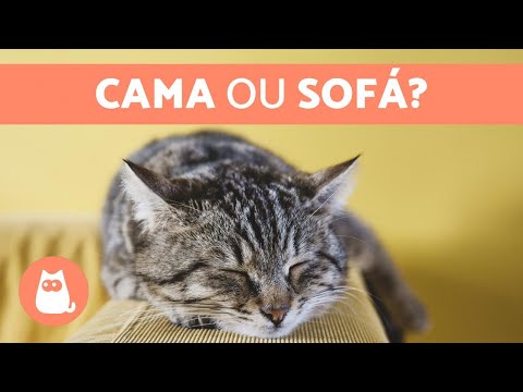Vídeo: Onde O Gato Deve Dormir?