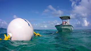 La basura marina y los arrecifes corales/Marine Debris and coral reefs