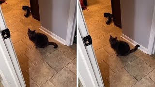 Cat Asks Owner 'Are You Coming?'