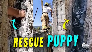 Rescue Operation Initiated to Save Puppy Trapped Between Fences