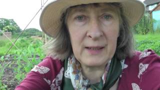 Beginning of June on the allotment
