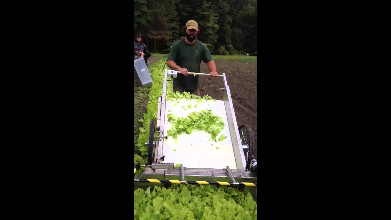 Leafy Greens Harvesting YouTube