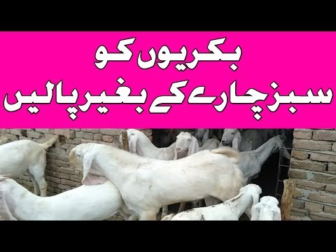 goat-food-|-goat-dry-feed-formula-|-goat-best-food-|-urdu-hindi