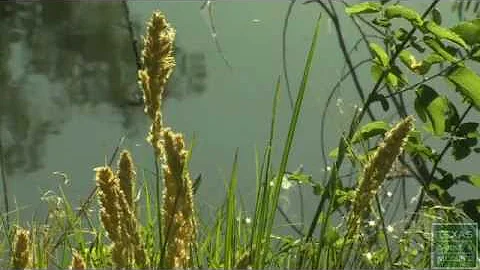 2011 Lone Star Land Steward: Hailey Ranch - Texas Parks and Wildlife [Official]