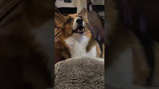 Meet Eevee the Doggo! #dog #corgi #cute