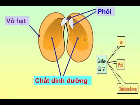 Video Bài giảng Khoa học lớp 5 - Tuần 27 - Bài 28: Cây con mọc lên từ hạt