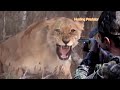 Zero distance between a lion and a hunter part 7