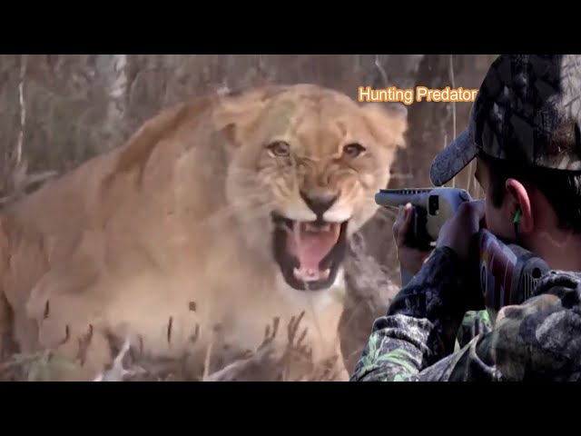 Zero distance between a lion and a hunter Part 7 class=