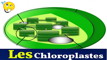 Où se situent les chloroplastes ?