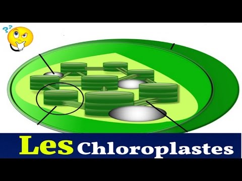 Les Chloroplastes, Structure Et Rôle