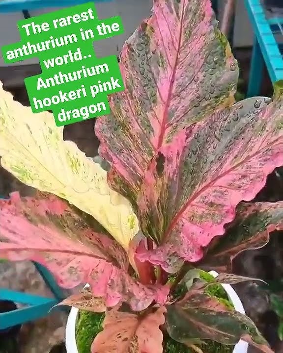 anthurium hookeri pink dragon, the rarest variegated Anthurium in the world