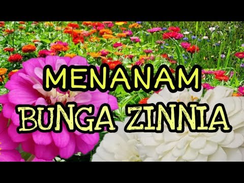 Video: Panduan Perawatan Zinnia Merayap - Apa Itu Tanaman Zinnia Daun Sempit