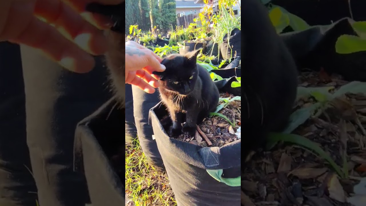 Kitty Cat Lounging During Winter #pet #cat 