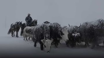Protecting Mongolian Herders from Climate-Related Losses