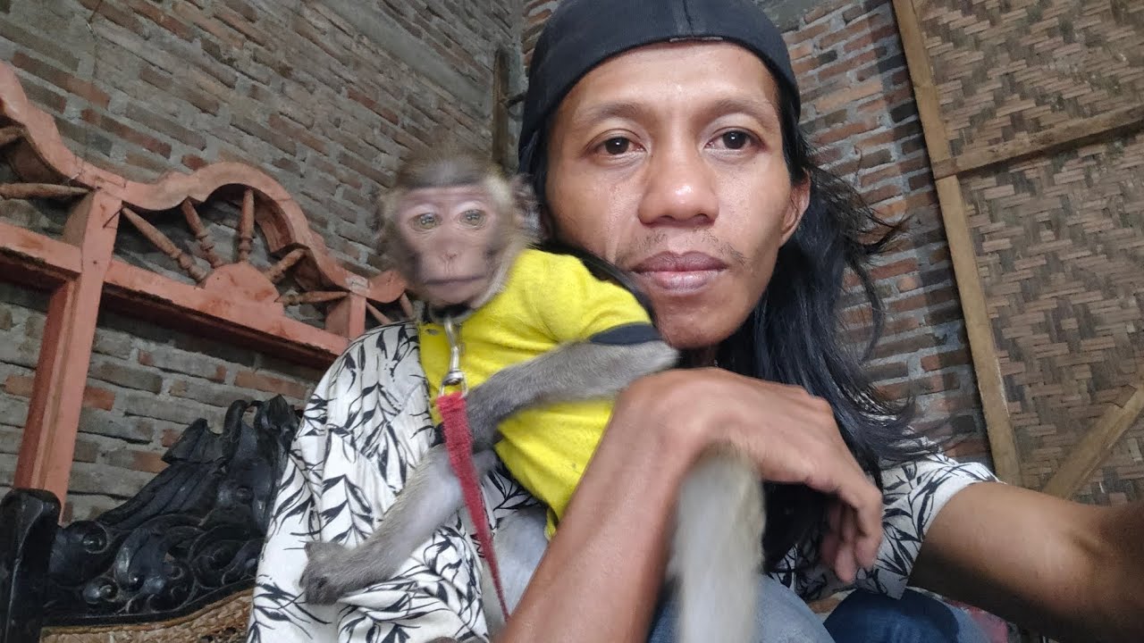 MONKEY MOLY LUCU JINAK PINTAR - CUTE ANIMAL - BABY MONKEY 😁🌟😍🐒