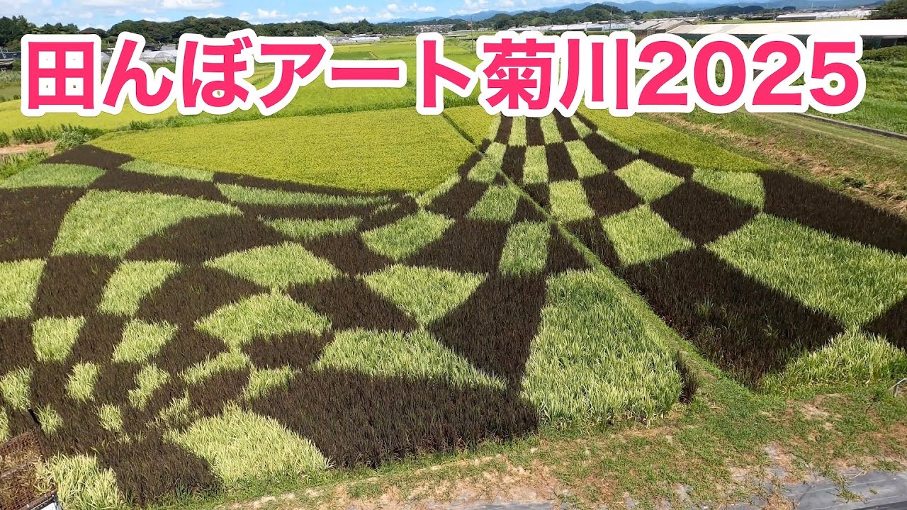 菊川市・田んぼアート菊川2025　櫓鑑賞　今年のテーマは「トリックアート 富士山と駿河湾」。2025年7月25日鑑賞。田んぼアート菊川実行委員会。菊川市下内田稲荷部地区。
