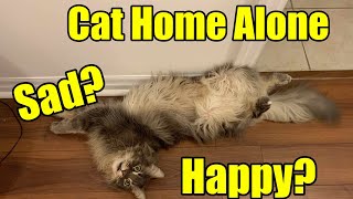 I cried when I found out what happened to my Maine Coon cat during home alone? by Born 2b Fluffy 3,133 views 3 months ago 1 minute, 5 seconds