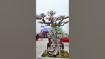 Bộ 3 cây Sanh cổ tại triển lãm Đền Trần 2025 #bonsai