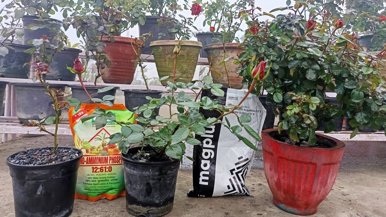 New Rose plant first feeding  नए लगाए रोज़ प्लांट को क्या फर्टिलाइजर दें जिससे प्लांट। वुशी बने !
