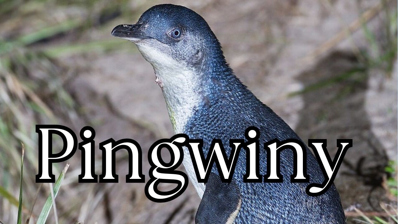 Niezwykłe Życie Pingwinów - Dziwaczne Ptaki z Mroźnego Południa | Podcast o Zwierzętach nr 24