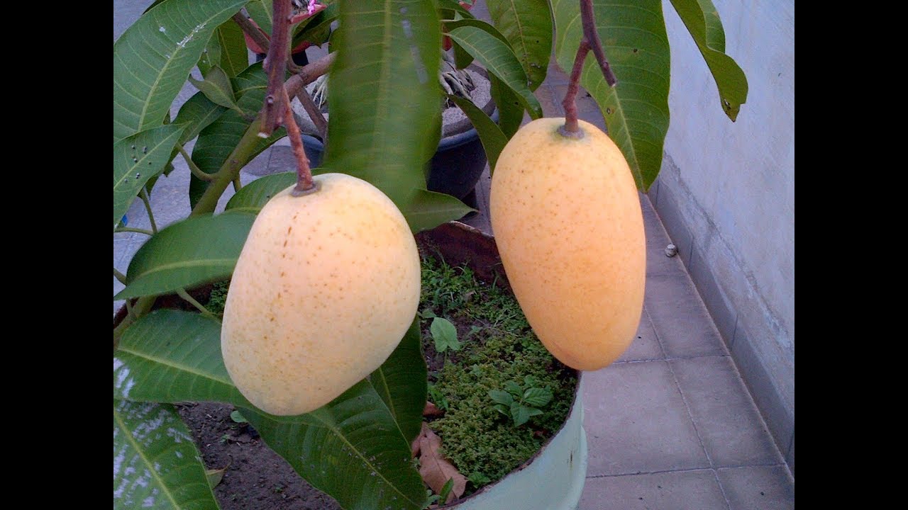 Makyuuuussss Mangga Thailand Matang di Pohon 