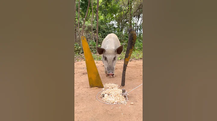 Amazing Quick Powerful Wild Pig Trap #camping #animals #shorts #survival #forest