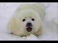 Белек тюленя на льдине в Белом море// Watching the Baby Seals on the White Sea / Russia