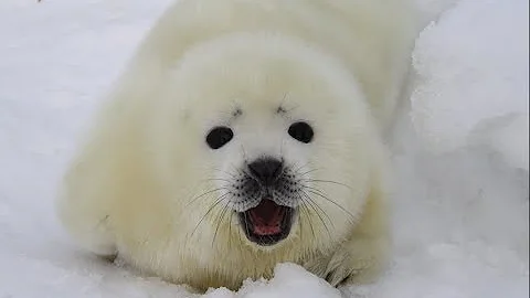 Белек тюленя на льдине в Белом море// Watching the Baby Seals on the White Sea / Russia