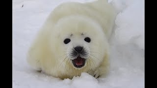 Белек тюленя на льдине в Белом море// Watching the Baby Seals on the White Sea / Russia