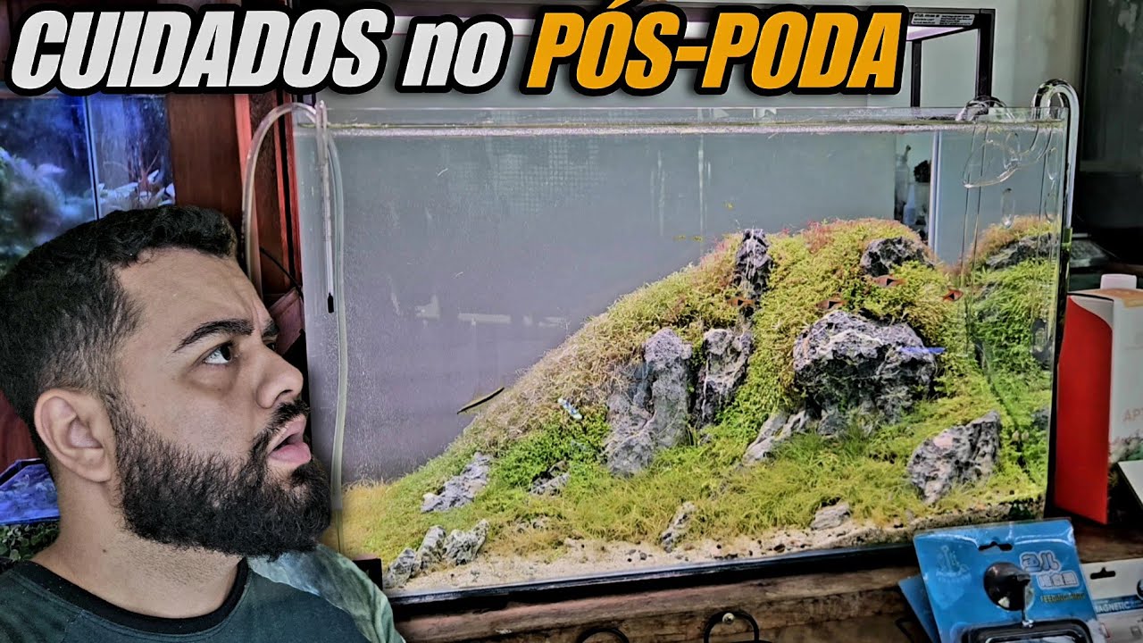 CUIDADOS NECESSÁRIOS APÓS PODAR O SEU AQUÁRIO PLANTADO