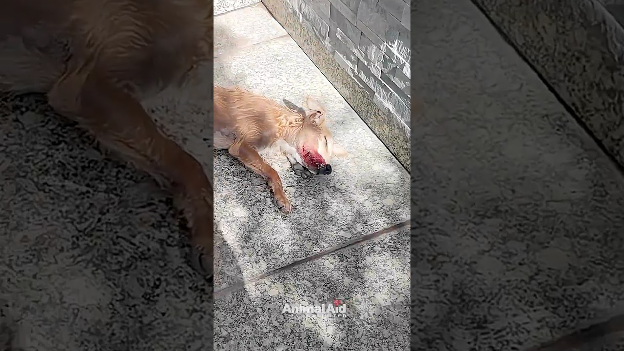 When Chip puts his paws in the air, your heart's going to skip a beat!