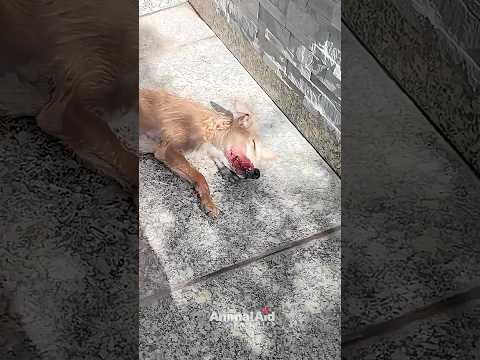 When Chip puts his paws in the air, your heart's going to skip a beat!