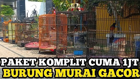 CUMA 1JT ‼️ PAKET KOMPLIT MURAH, HARGA BURUNG MURAI BATU GACOR