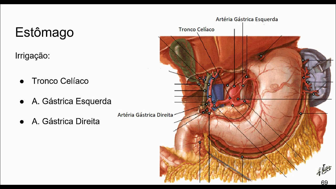 Anatomia Real Do Estomago Sistema Digestório : Anatomia Normal