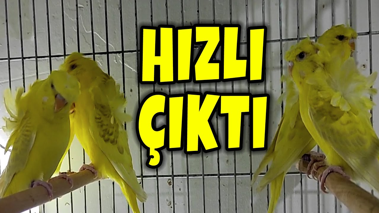 KÜMESİN EN PAHALI KUŞU HIZLI ÇIKTI ! LACEWİNG MUHABBET KUŞU