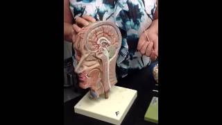 Brain sinuses Brain sinuses