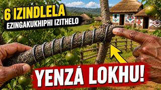 Download lagu Ingabe isihlahla sakho sezithelo asitheli? 🍋 YENZA LOKHU (Izindlela eziyisi-6 ezisebenza ngempela)