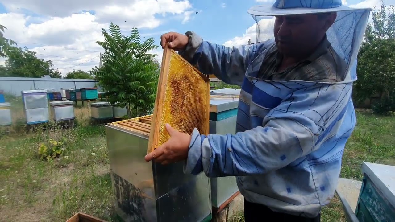 527.Extractie miere fl.soarelui.