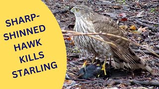 Sharpshinned Hawk Killing a European Starling 2015