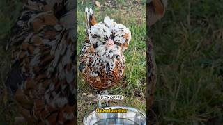 Serve It Eggstra Hot