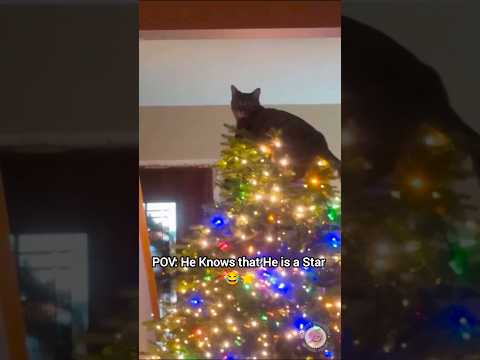 Cats being Cats 😂😺🐾 #cat #funny #cute #shorts