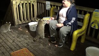 Monday With The Baby Raccoons - Important Health Update On Jim!