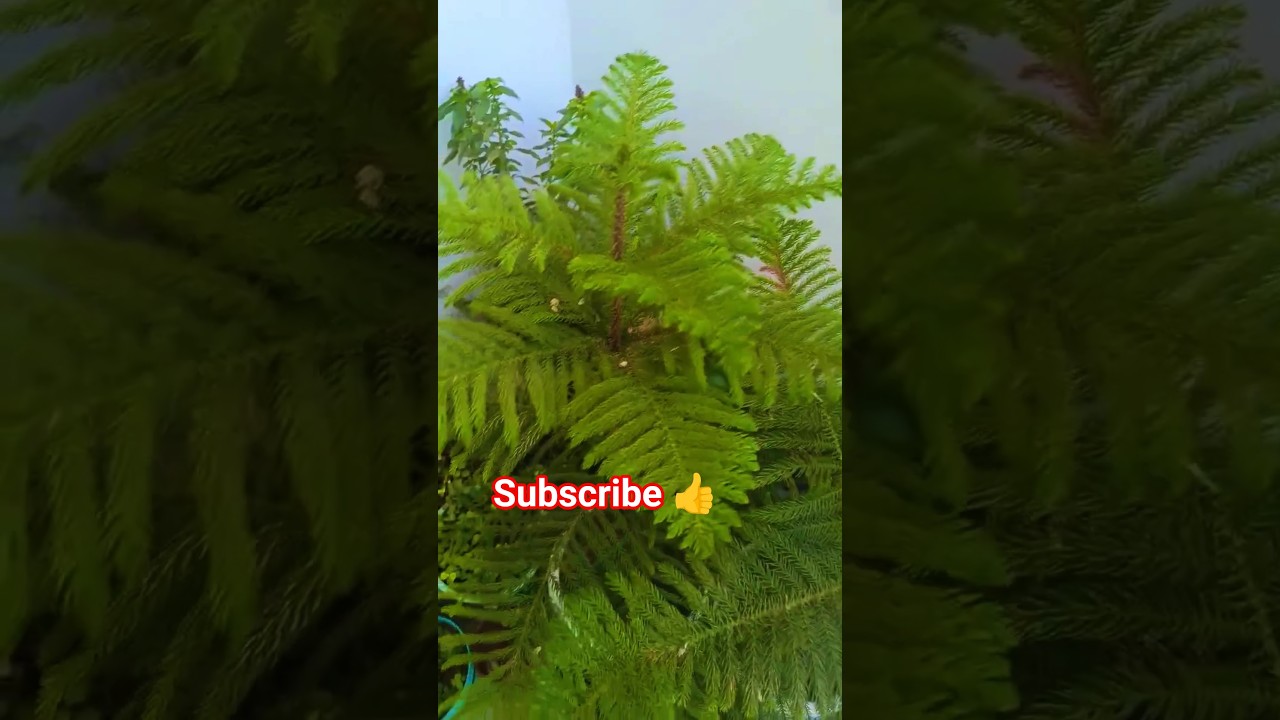 Christmas tree important facts🌲🌲#shortvideo #plants #trending #viral #nature #plant #viralstory