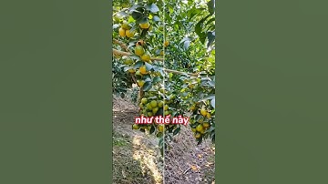Những lưu ý chuẩn bi thu hoạch Quýt Thái Quá Sai #quýt #kythuatcaytrong #trongcay #trongtrot #chiase