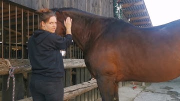 Wolds Equine Virtual Day 2 Palpation submission