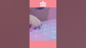 SHIBA INU JELLY KEYBOARD TYPING AI ASMR! #SHIBAINU #SHIBA #시바이누 #KEYBOARDASMR #키보드ASMR #TYPINGASMR