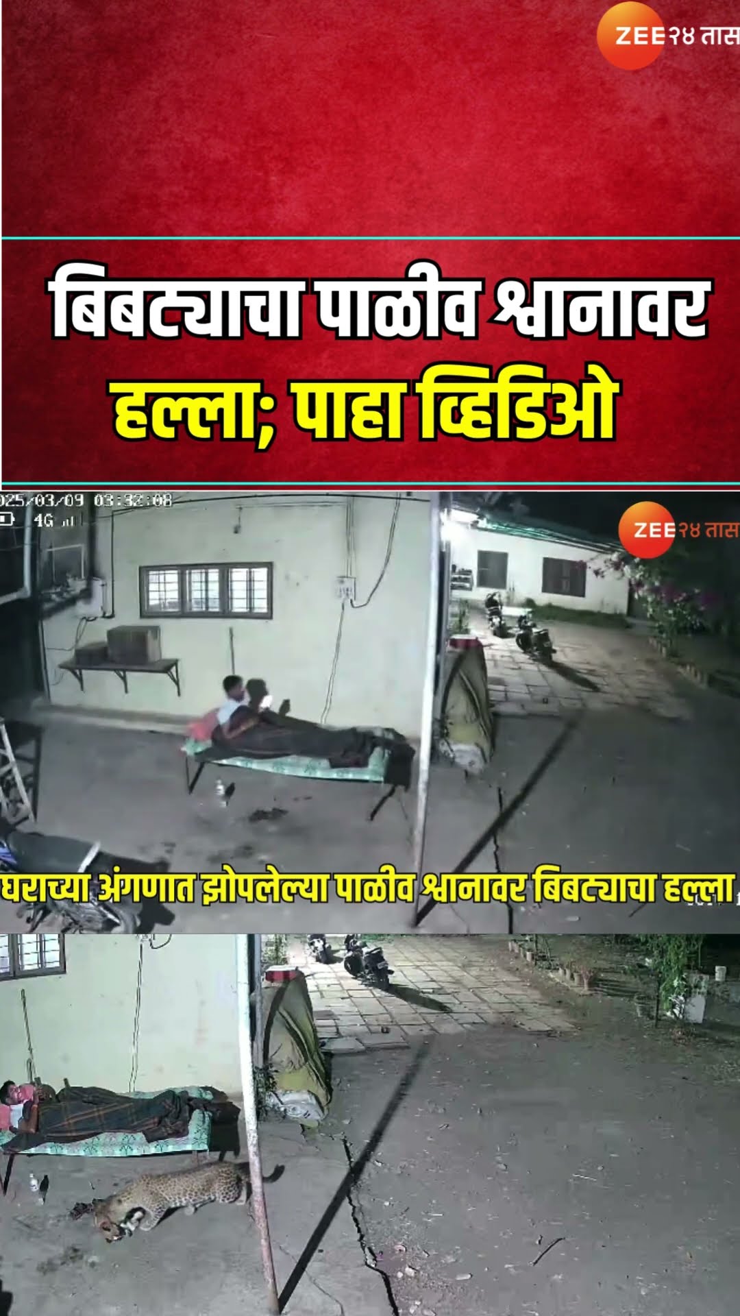 CCTV Video: बिबट्याचा पाळीव कुत्र्यावर हल्ला; मोबाईल पाहणाऱ्या मालकाला भनकही लागली नाही