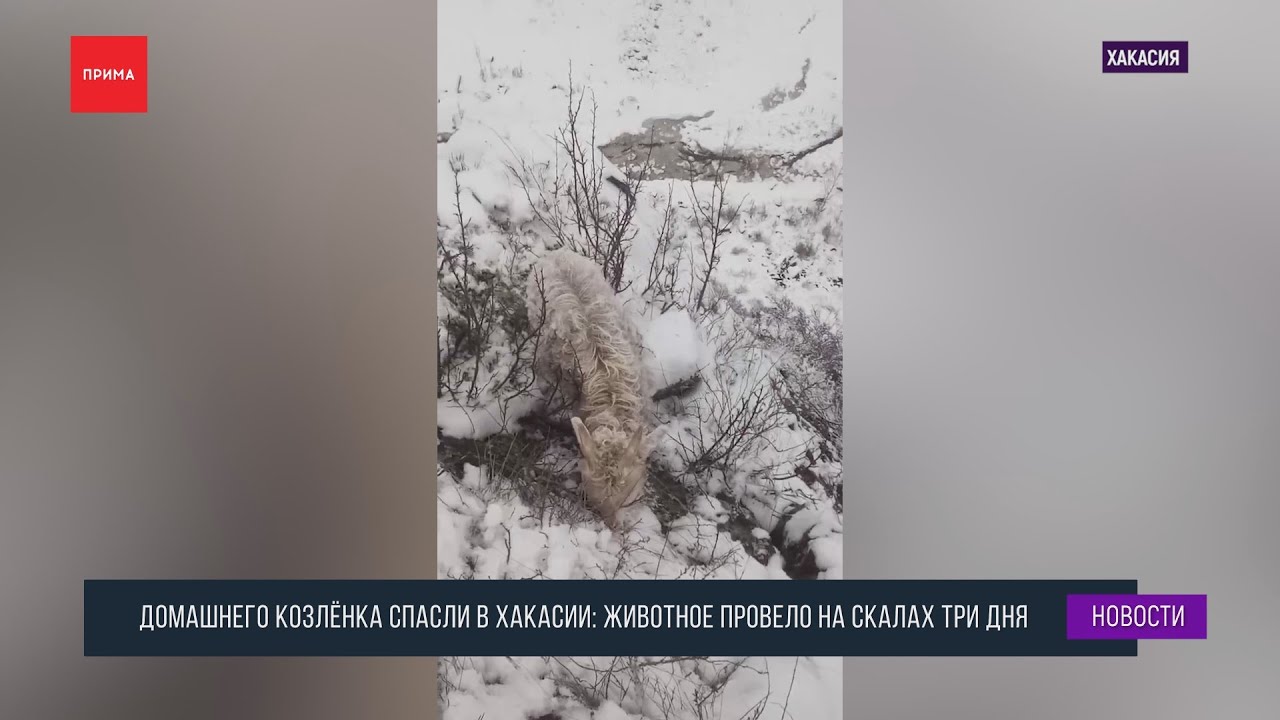 Спасли козленка. Спасли козленка. Спасли козленка. Спасли козленка. Спасли козленка.