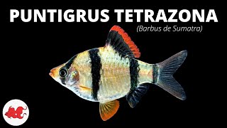 Barbus de Sumatra - Puntigrus tetrazona ✔